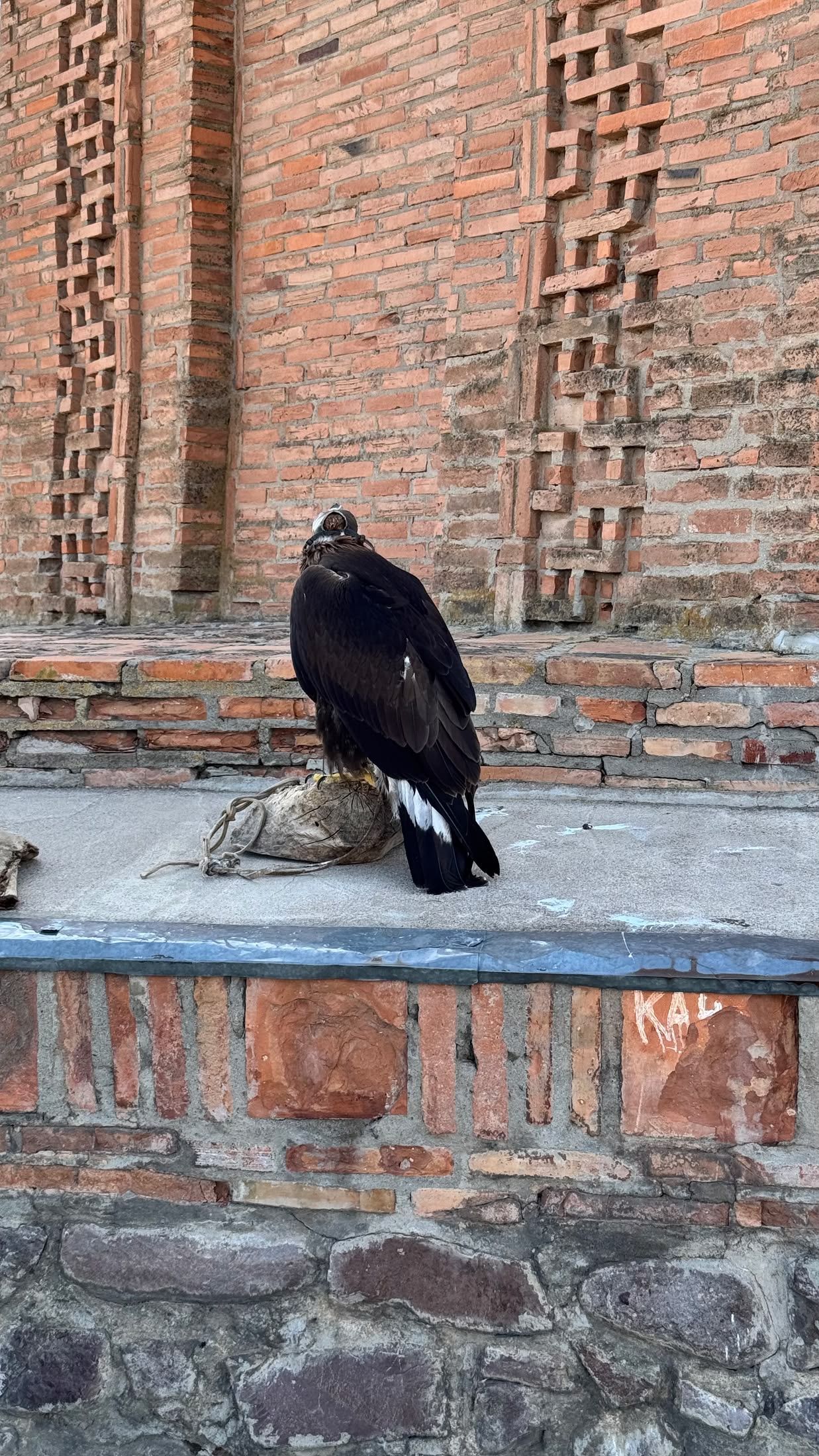 Un'aquila reale posata su un blocco di mattoni davanti alla muratura decorata, immobile e di profilo