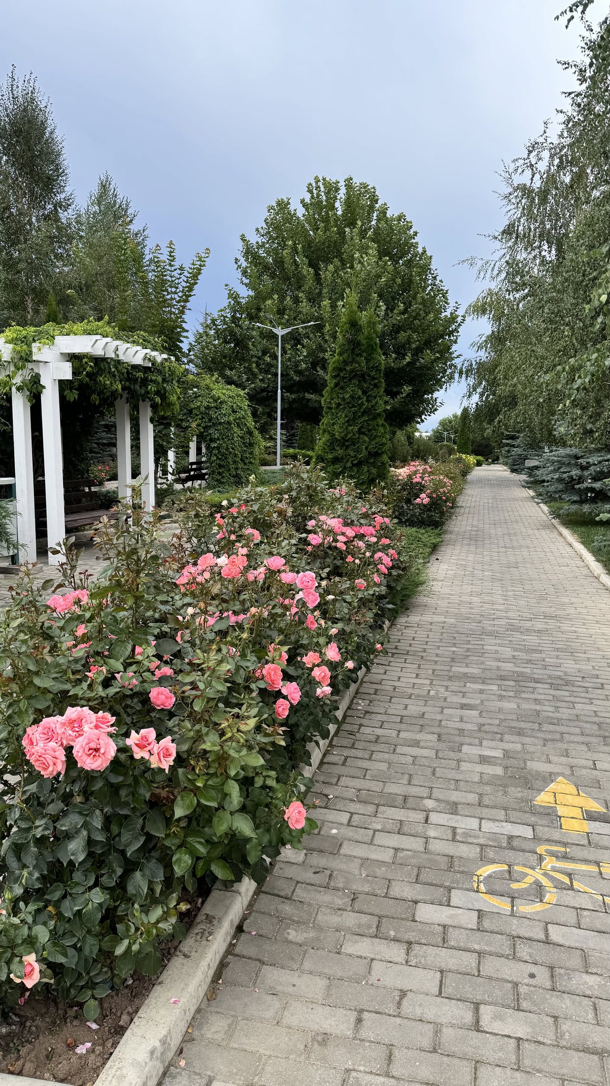 Il vialetto fra le rose, con il pergolato bianco e la pista ciclabile disegnata per terra