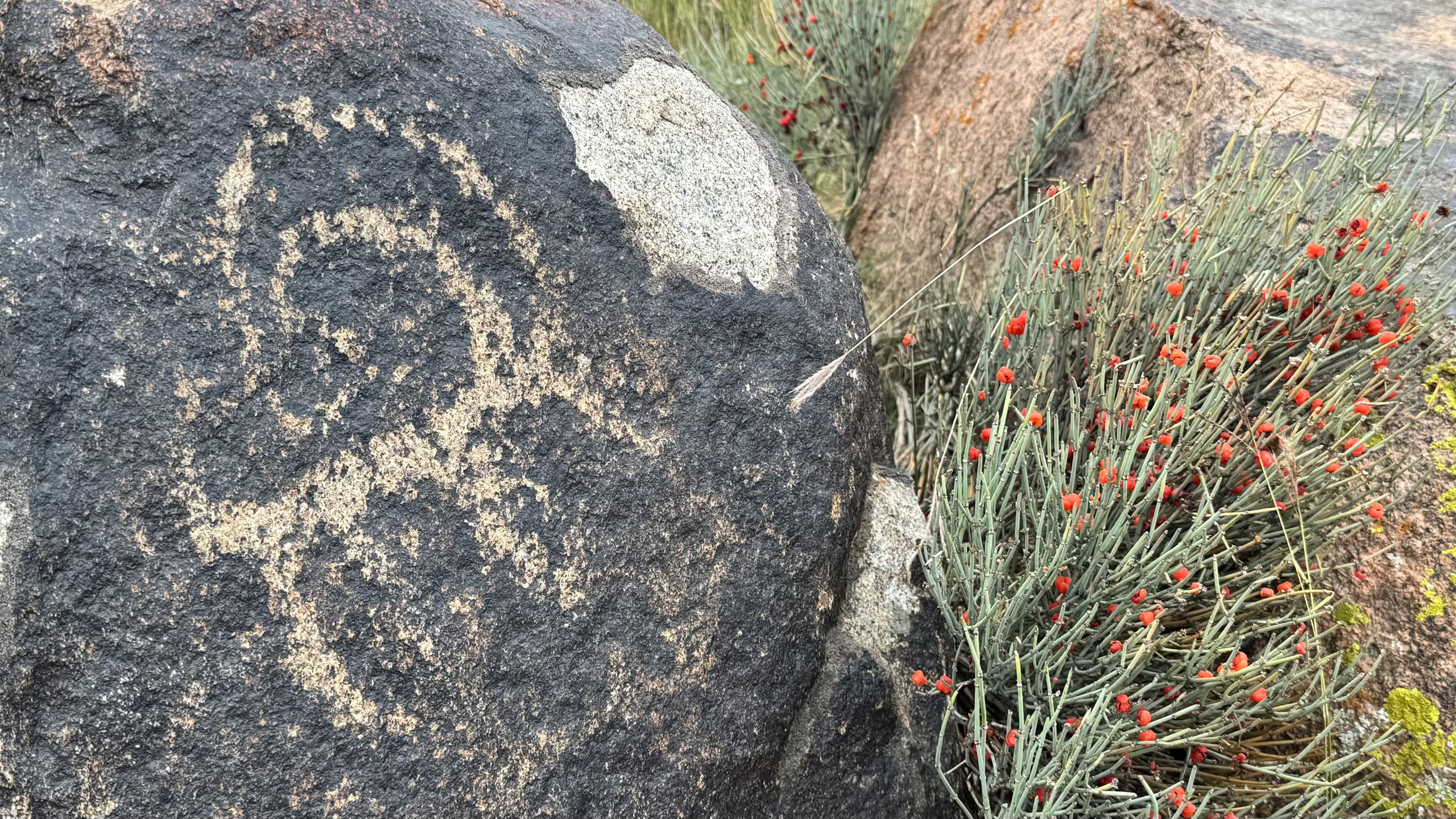 Un petroglifo a spirale inciso sulla pietra scura, accanto a un cespuglio di efedra carico di bacche rosse