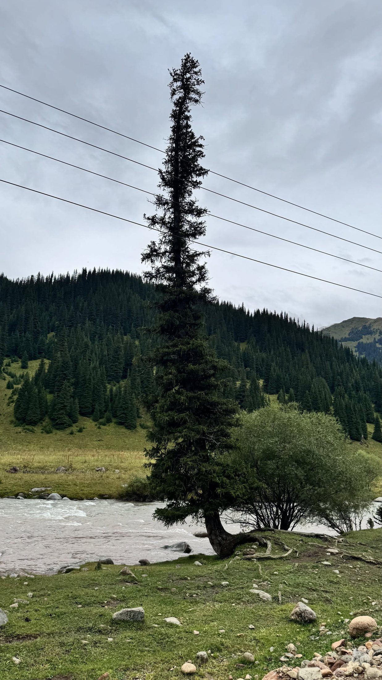 Un abete del Tien Shan da solo sulla riva, altissimo, con il torrente grigio di fusione che gli passa accanto