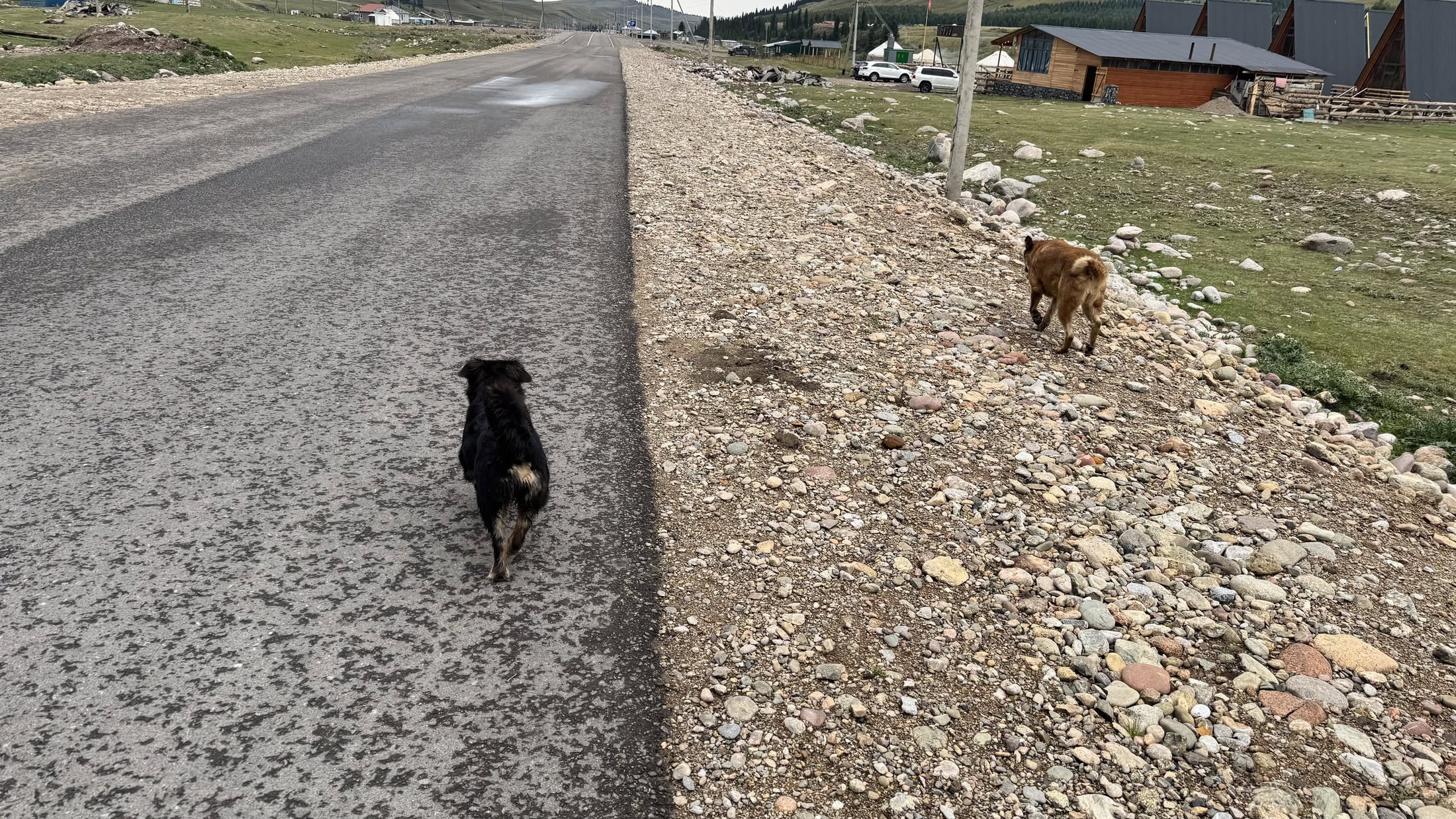 I due cani che ci scortano sulla strada del ritorno, uno nero davanti e uno fulvo qualche metro più su