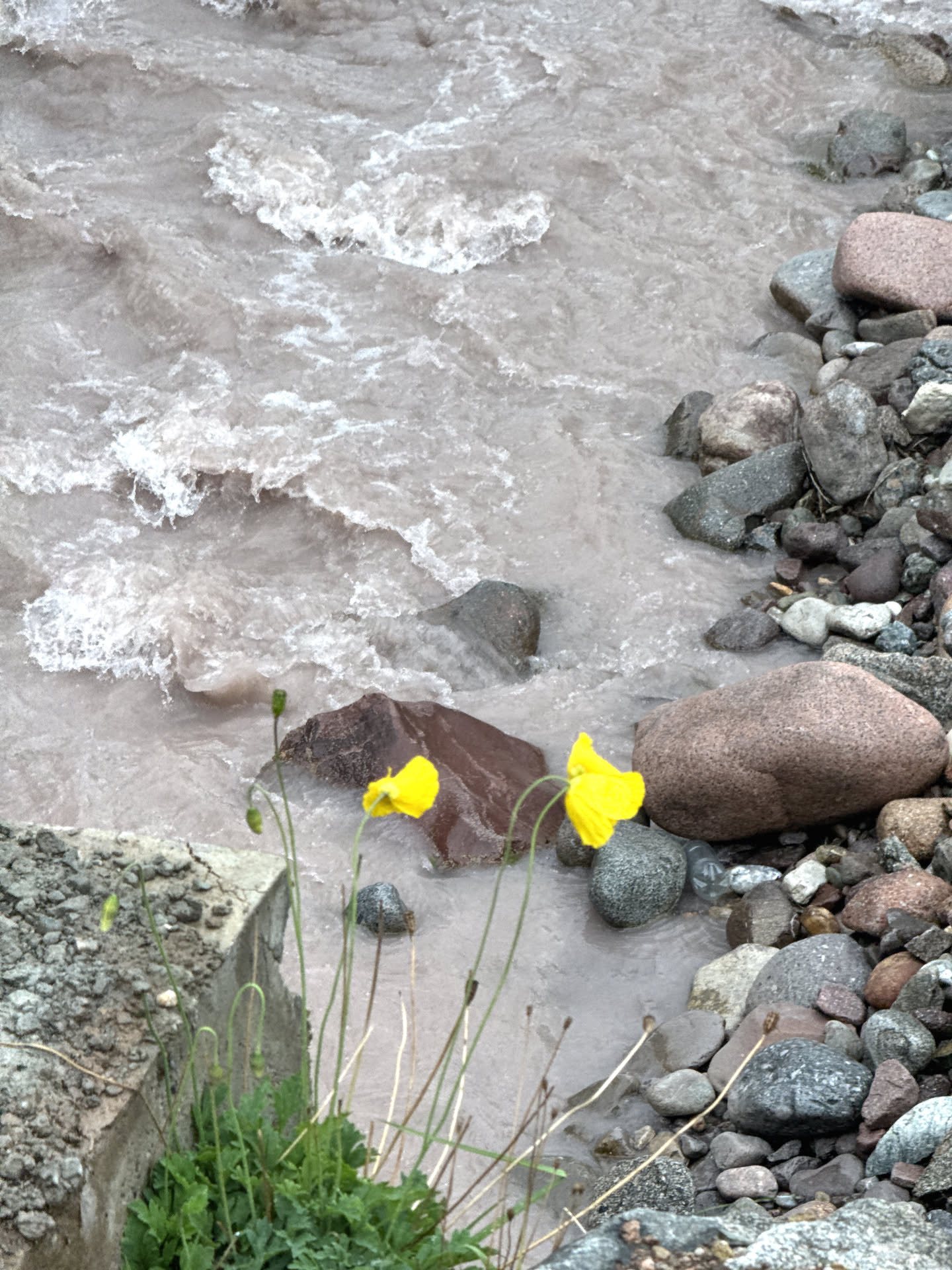 Due fiori gialli cresciuti fra i sassi, a un palmo dall'acqua che scende torbida