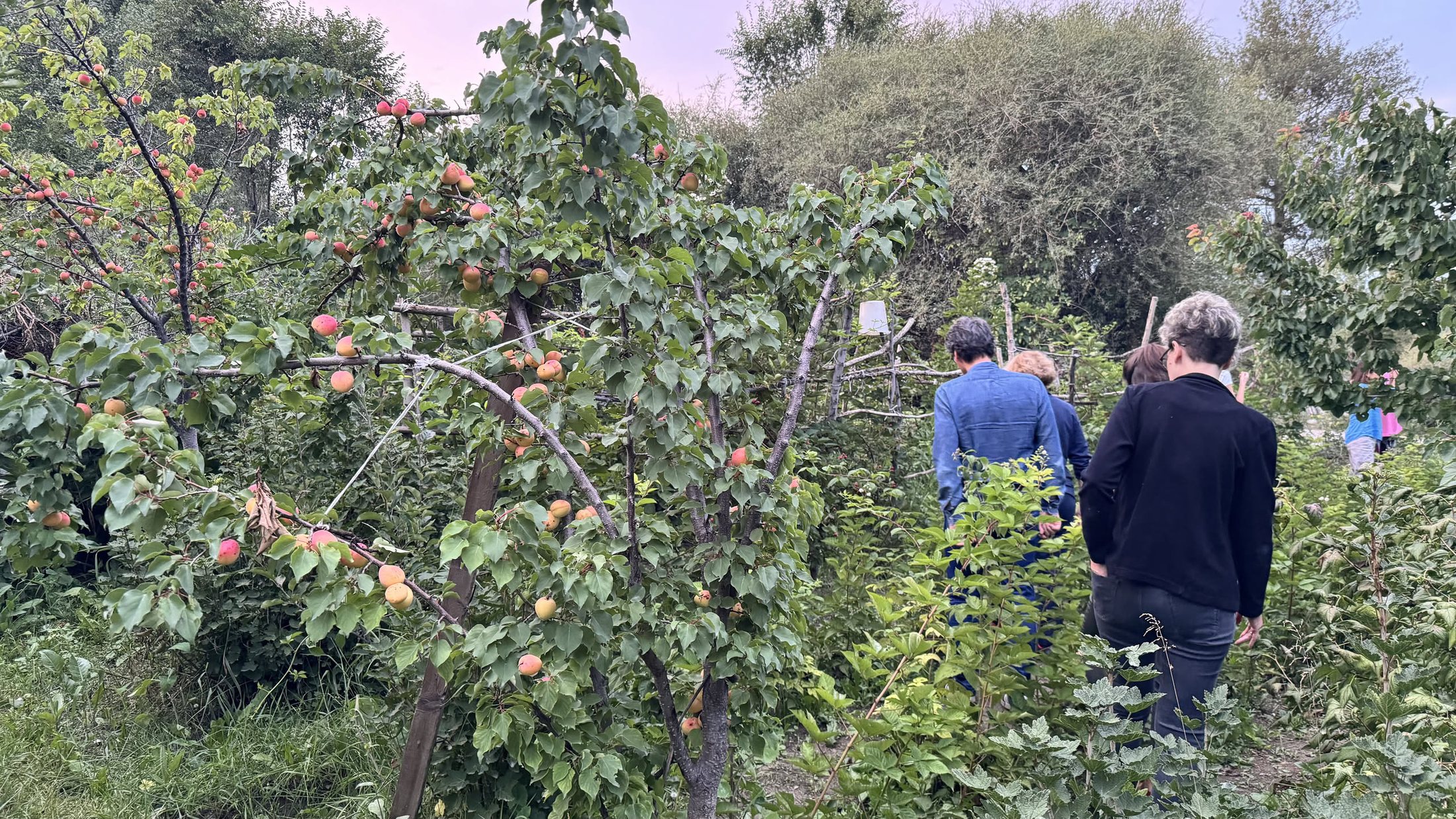 Il frutteto dietro casa: mele, pesche e ciliegie a mezzo metro dalla mano