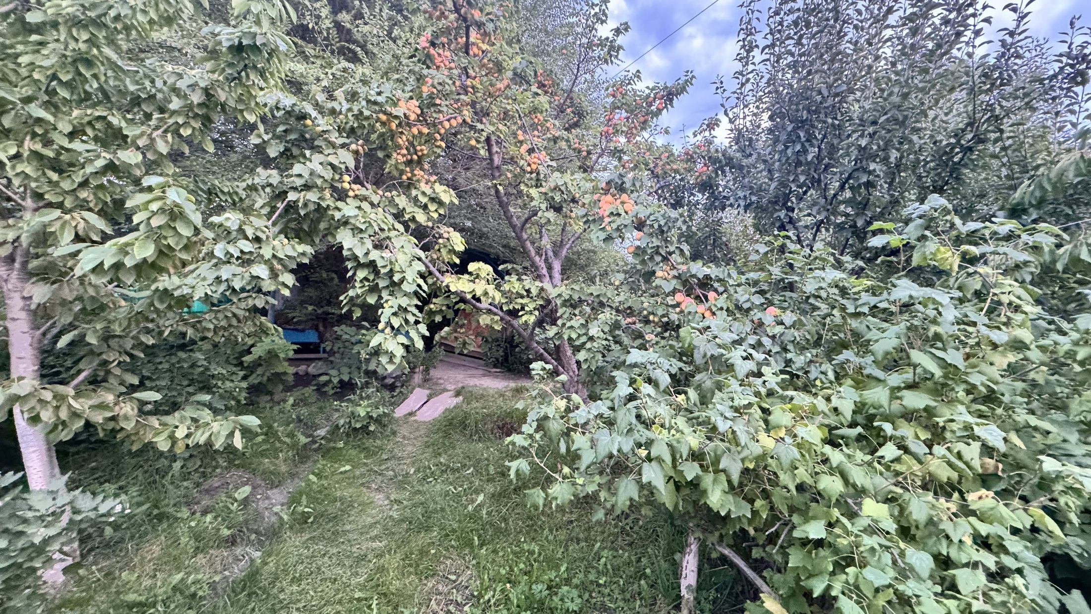 Il giardino dietro casa, tenuto come un piccolo bosco