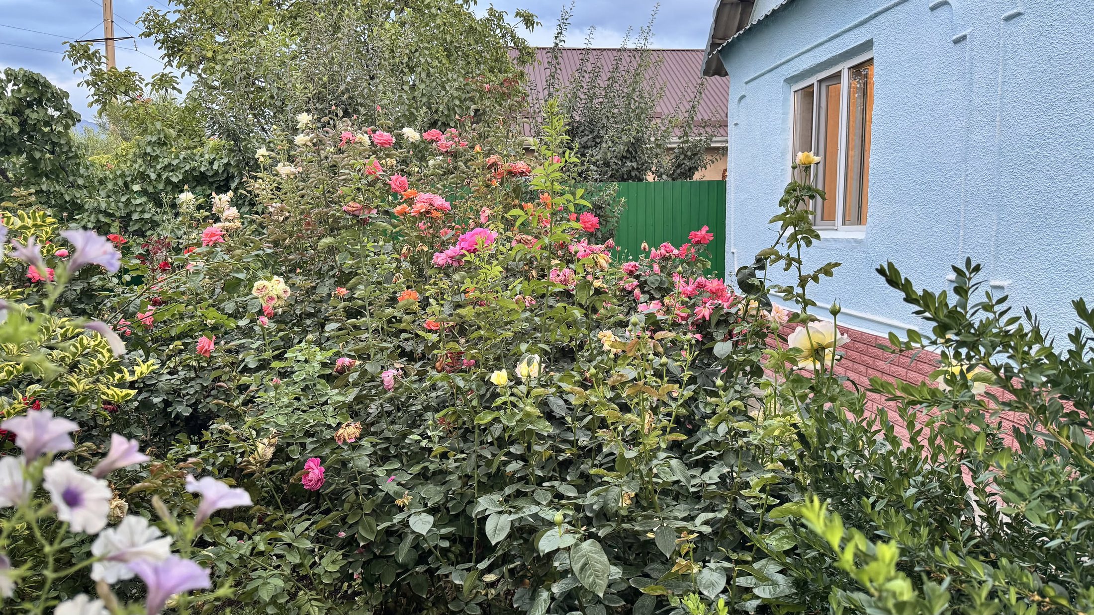 Le rose contro il muro azzurro di casa, appena fuori dalla porta