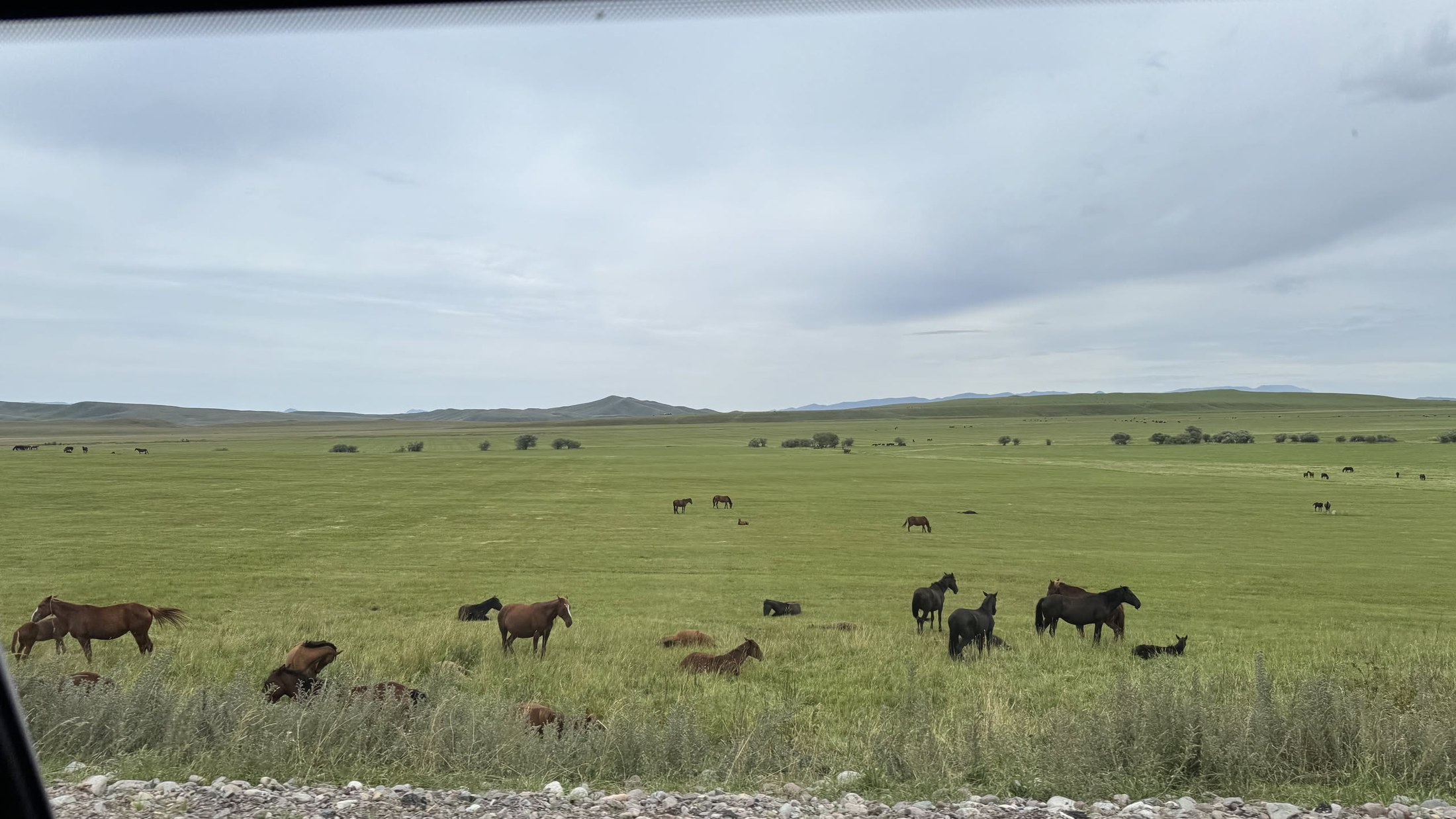 Cavalli lasciati liberi al pascolo nella valle di Karkara, all'uscita dal campo di yurte