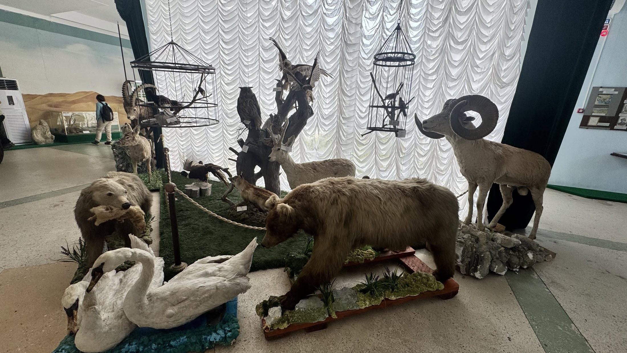 La sala degli animali impagliati del museo, messi in posa con entusiasmo