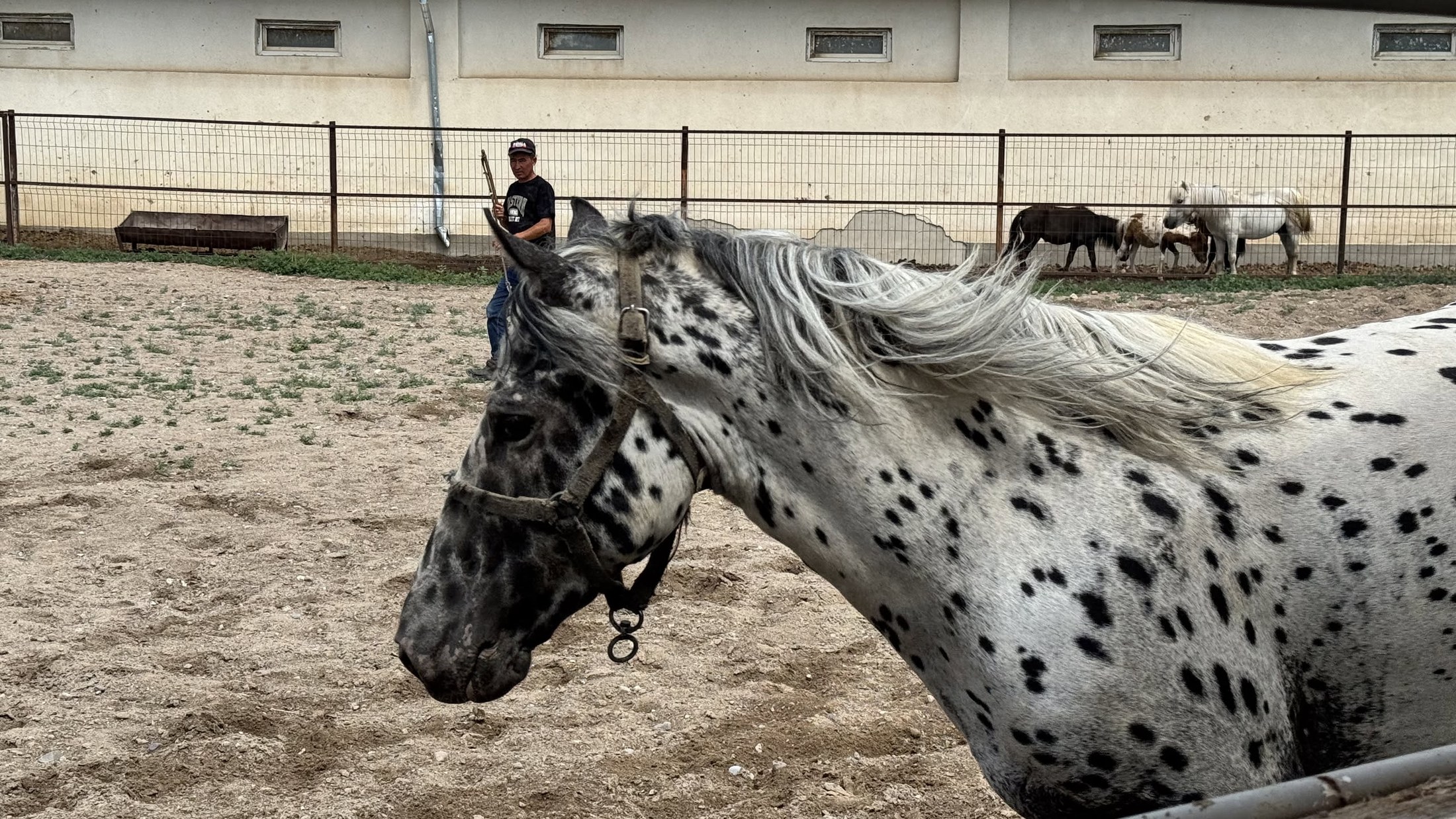 L'appaloosa bianco a macchie nere, il più fotogenico dell'azienda