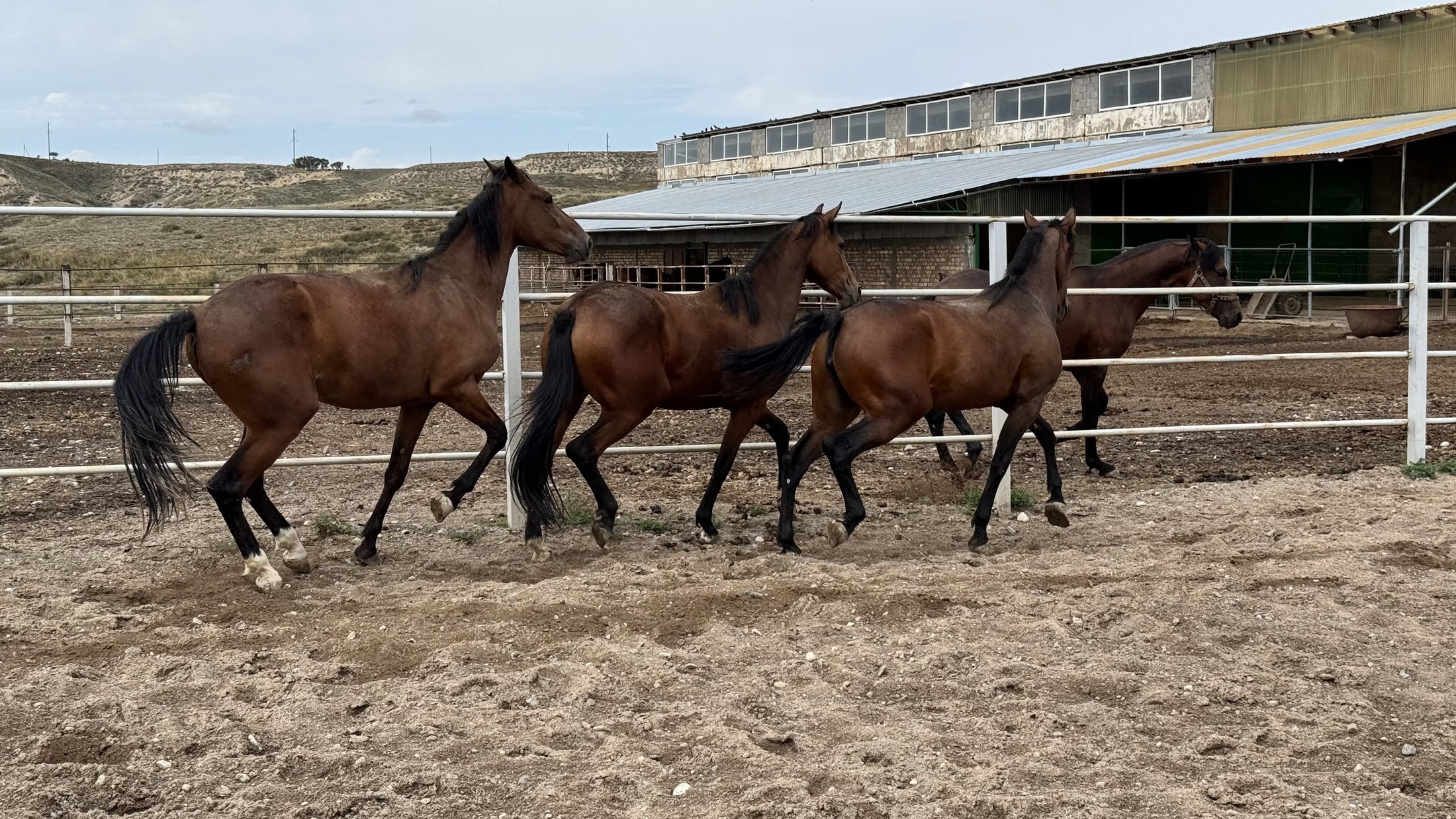 I cavalli da competizione che partono al galoppo nel paddock di sabbia
