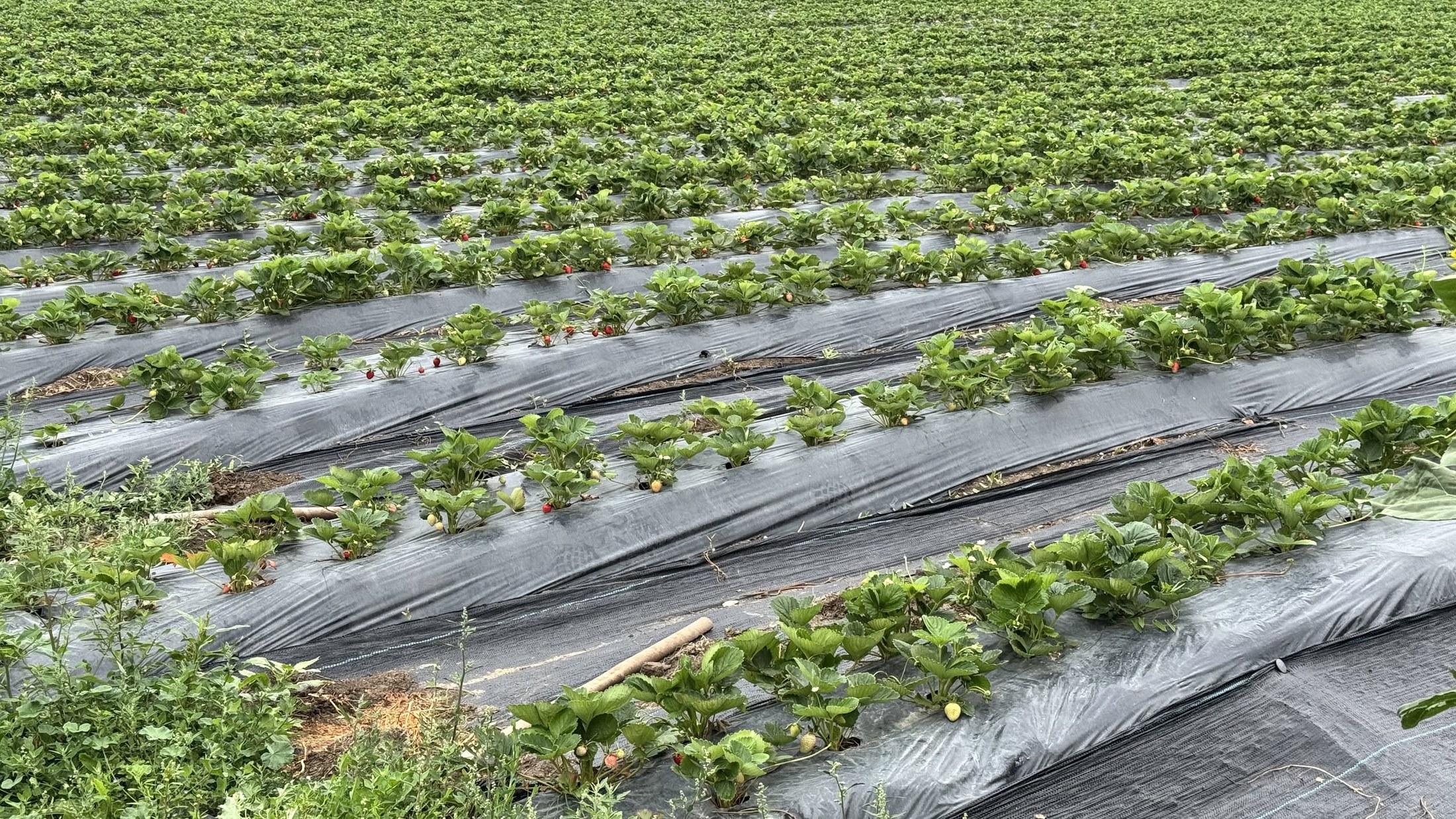 I filari di fragole sotto il telo nero