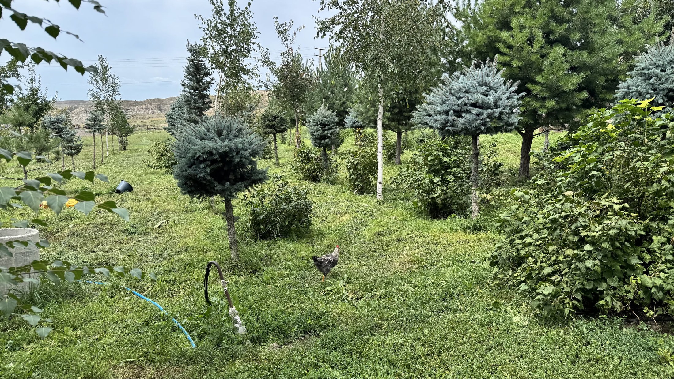 Il giardino-frutteto con le conifere potate e una gallina che passeggia