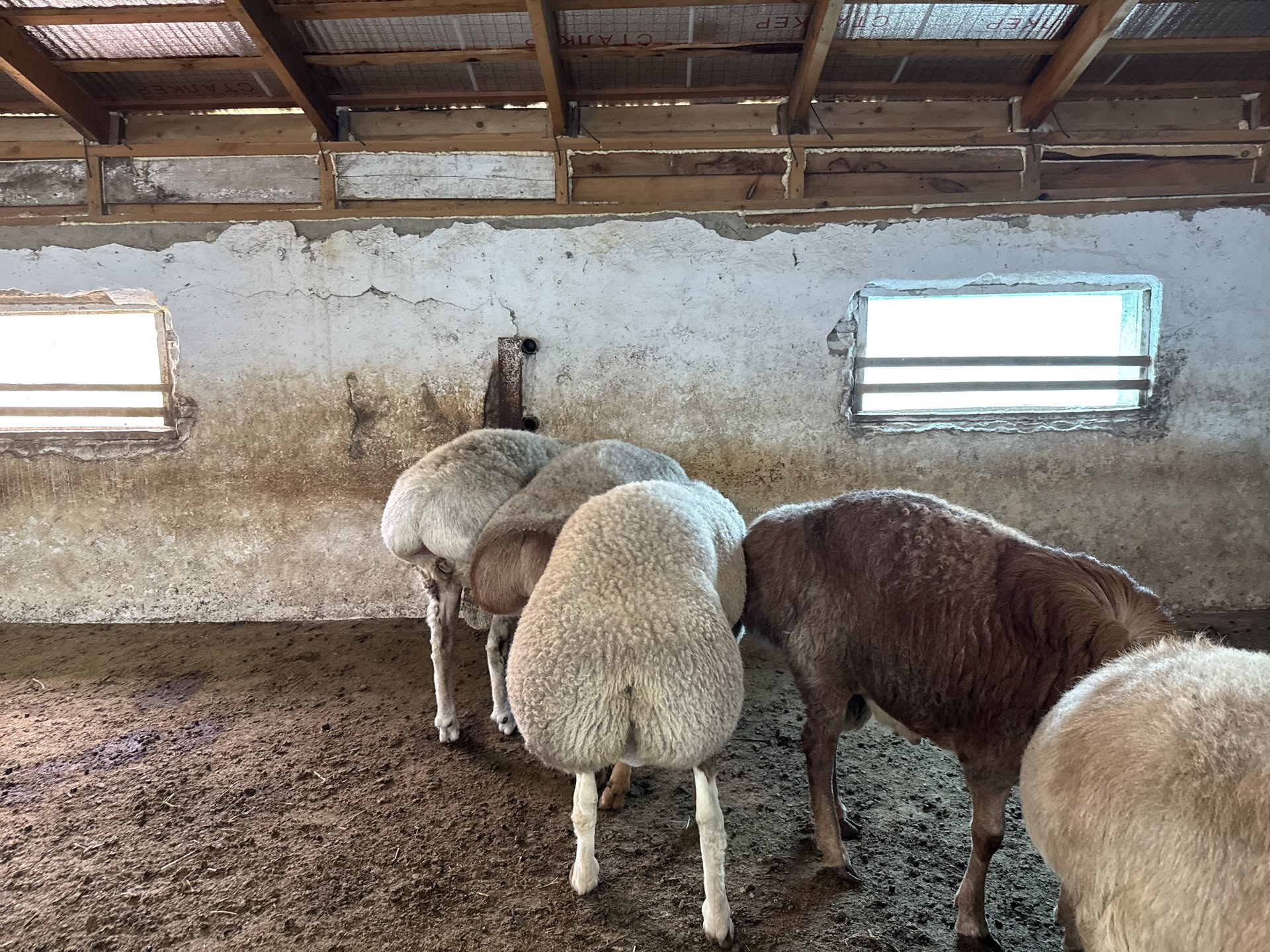 Le pecore alla mangiatoia, viste da dietro: da lì viene il grasso con cui qui si cucina