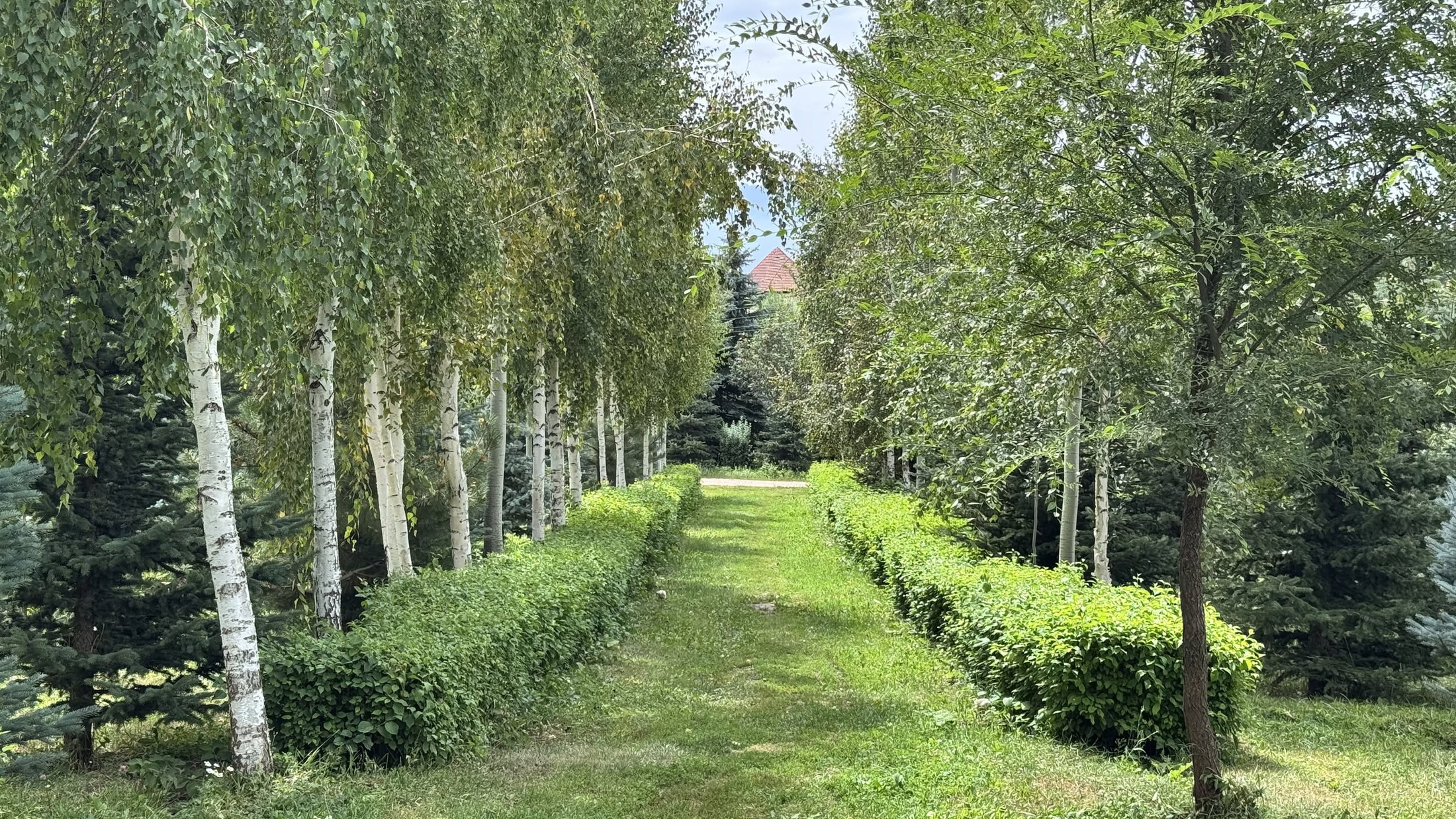 Il viale di betulle piantate durante il covid: il Corona-park (sic)