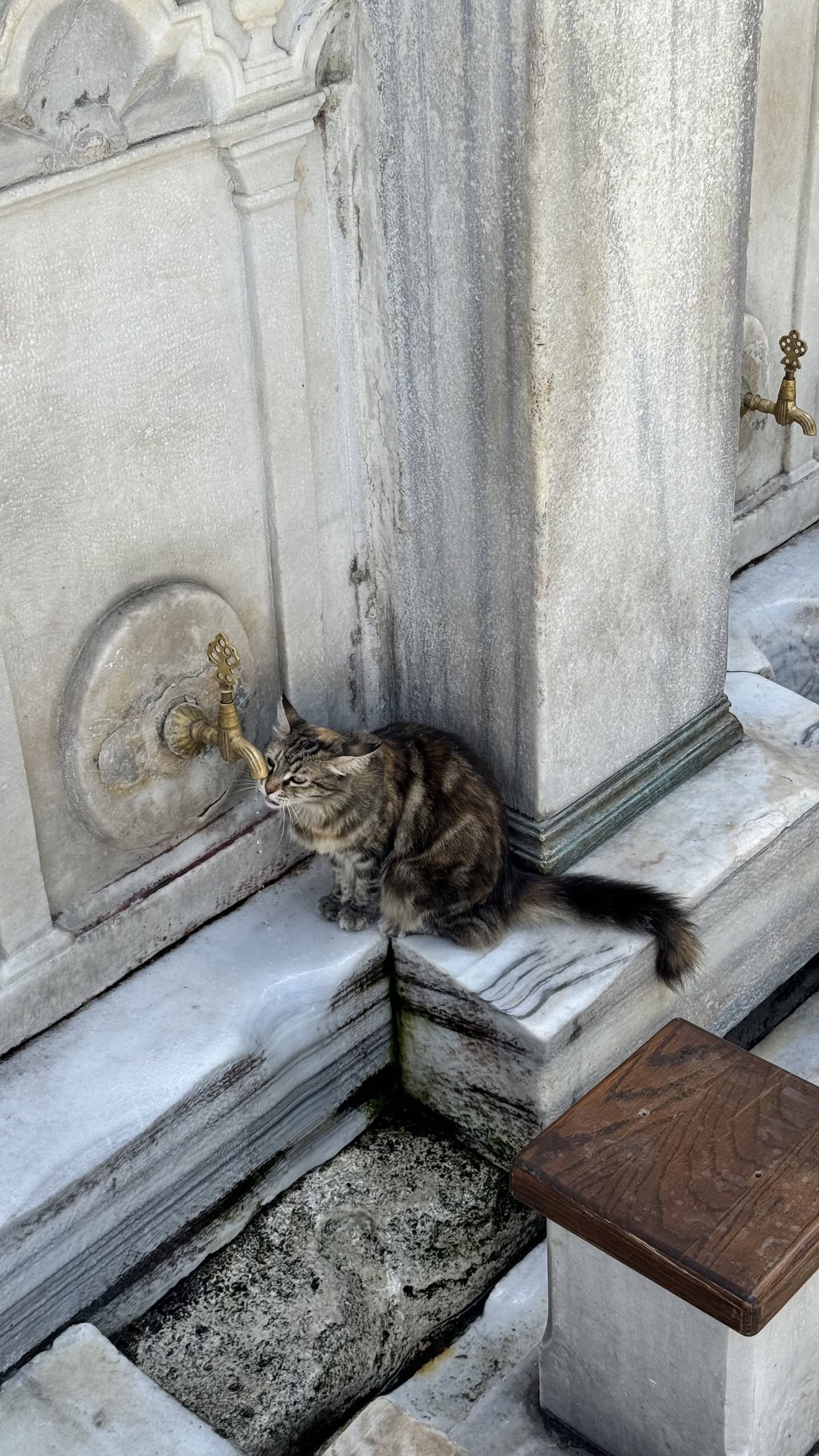 Il rubinetto delle abluzioni, alla Nuruosmaniye, funziona anche per i gatti.
