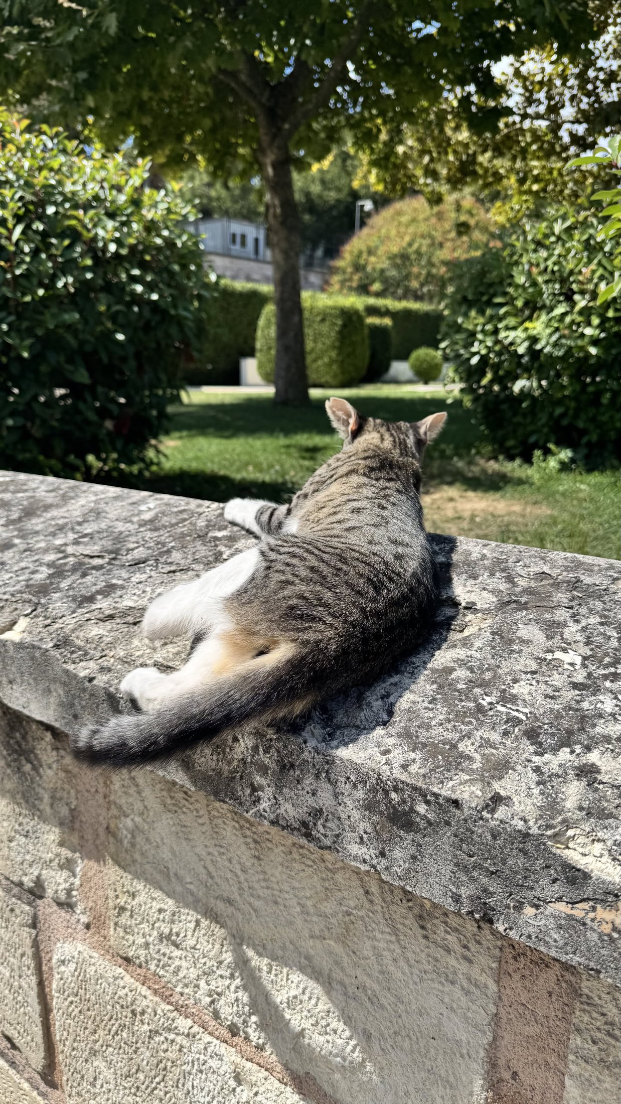 Süleymaniye, muretto del giardino funerario: posto in prima fila.