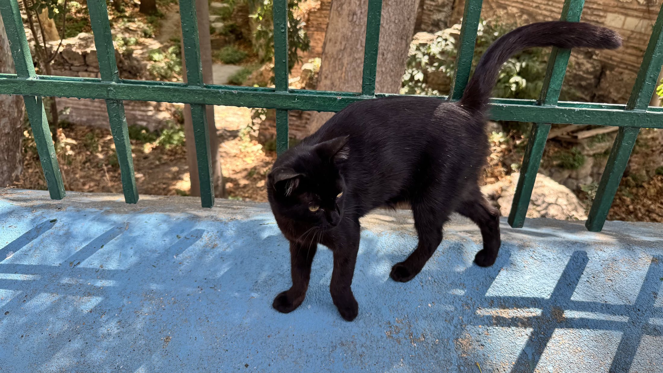 Coda alta e andatura da padrone di casa. Vefa.