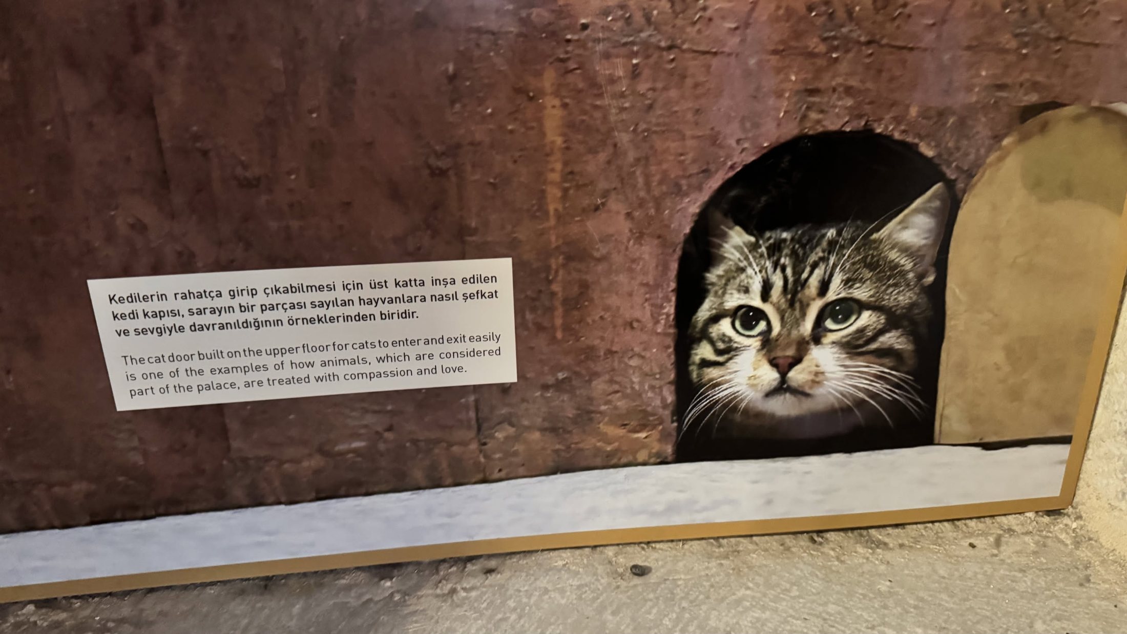 La porta del gatto dell'Harem, col cartellino del museo e il legittimo proprietario dentro.