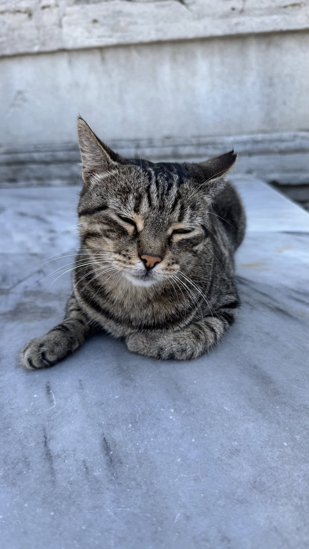Ritratto del gatto più scocciato del viaggio. Trenta secondi, non uno di più.