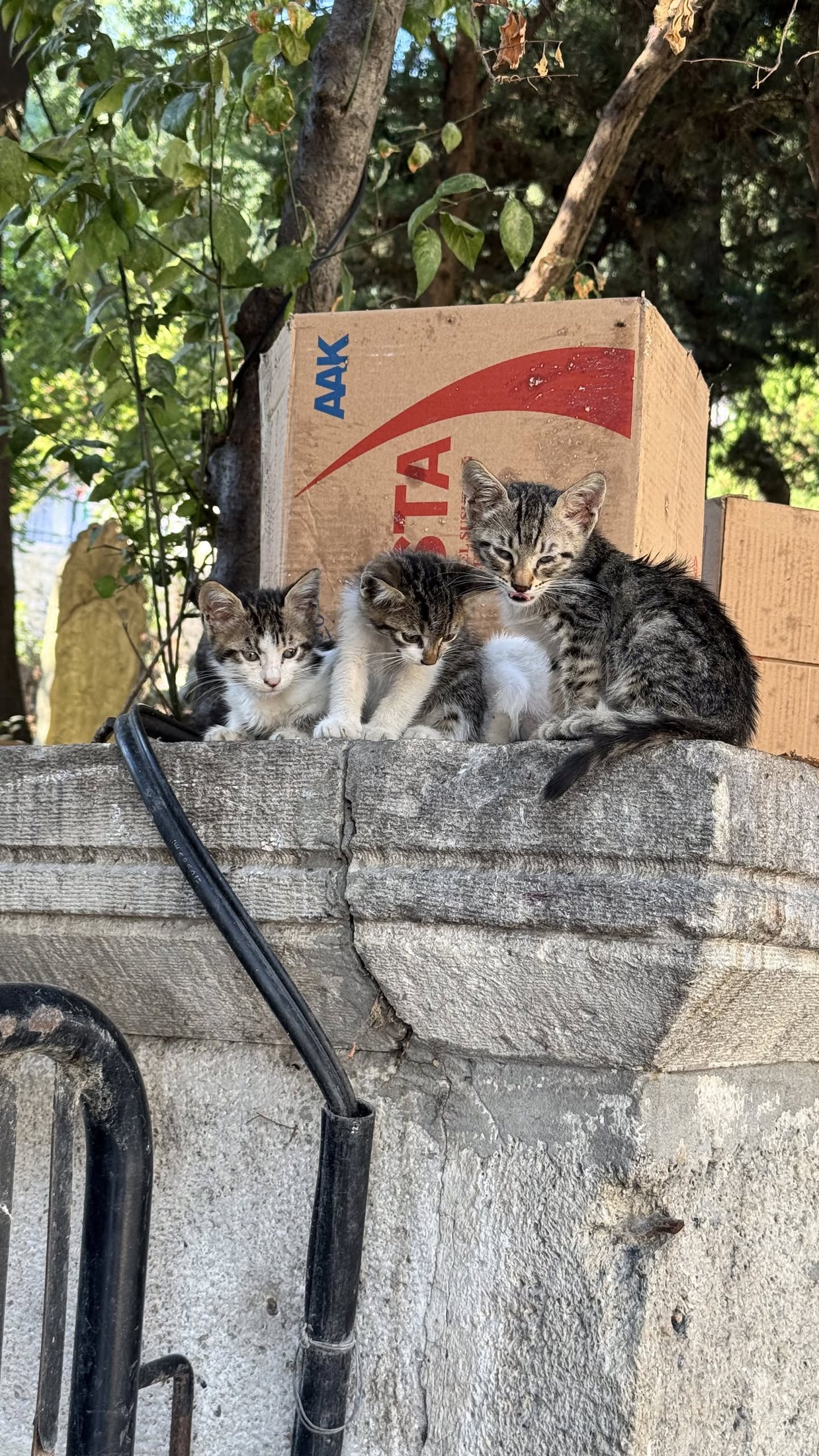 Tre cuccioli a Eyüp, sotto una scatola di pasta messa lì come tettoia.