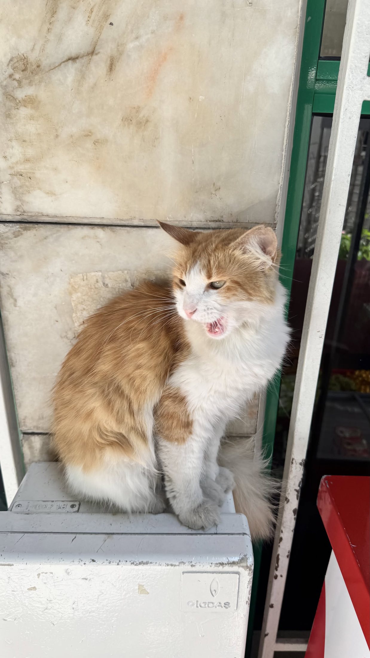 L'opinione del gatto di Kıztaşı sulla giornata.