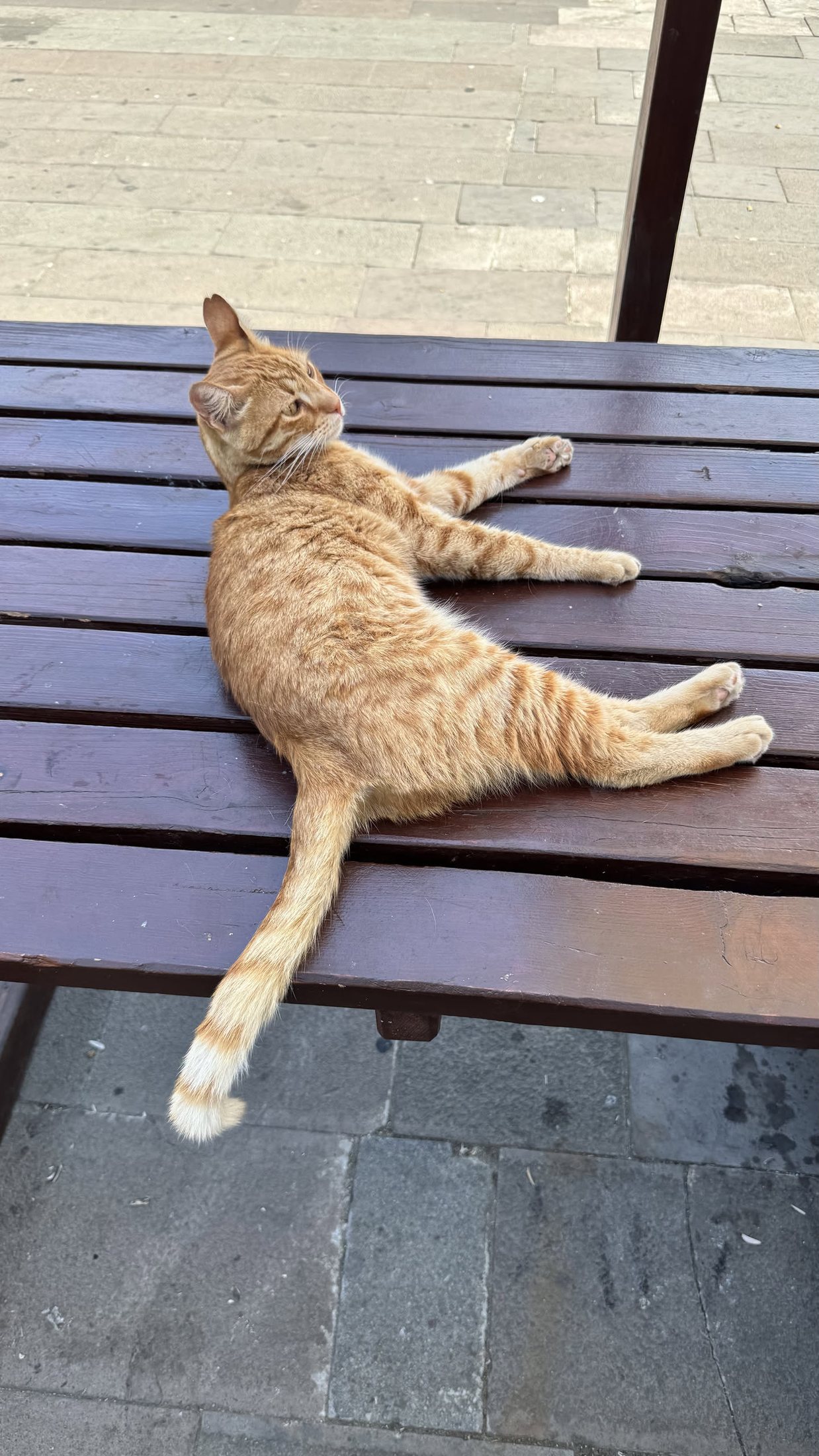 Dieci chili di indifferenza su una panchina, dopo pranzo.