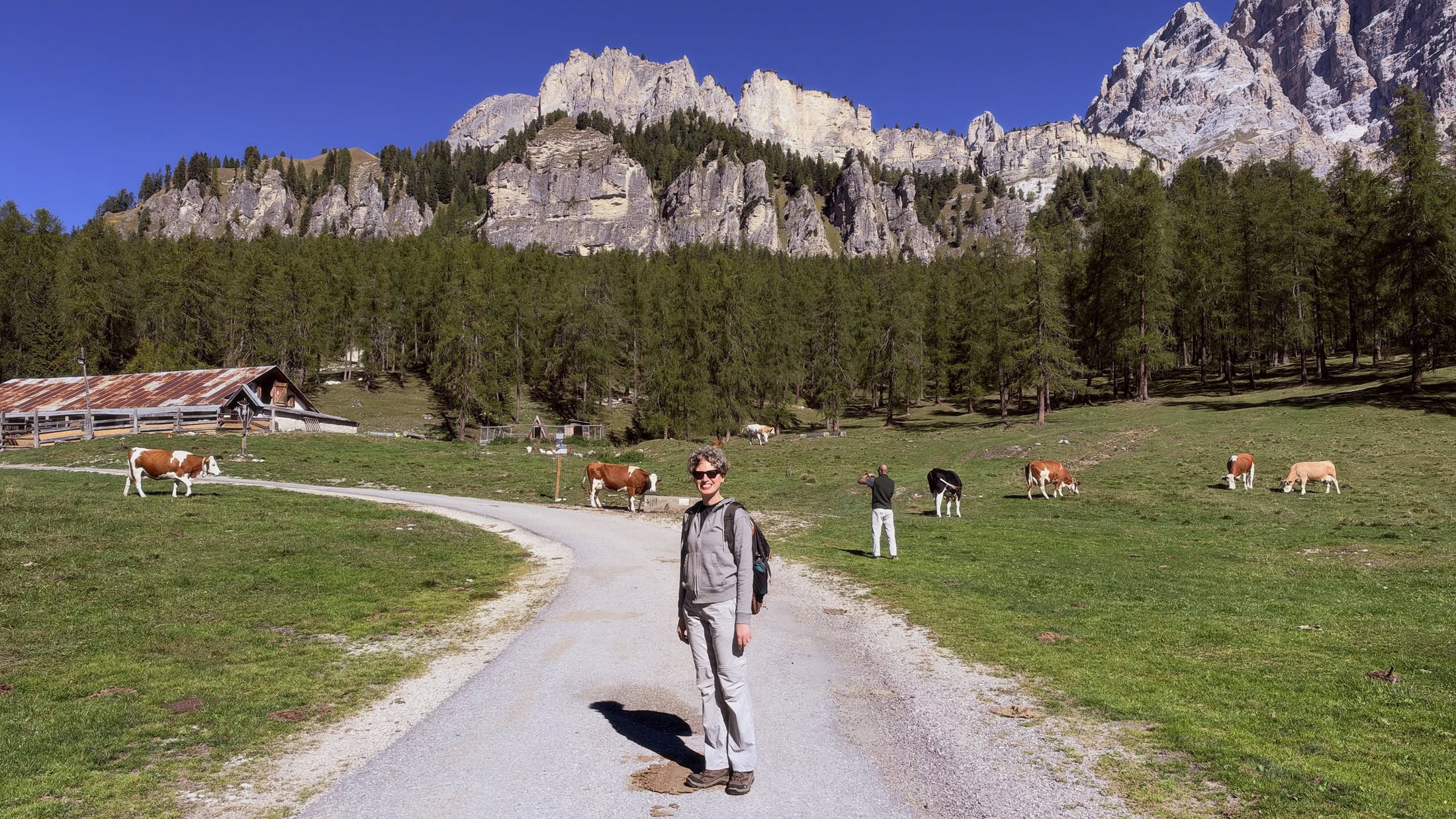 La strada bianca fra i pascoli, e le mucche che non si scostano di un centimetro
