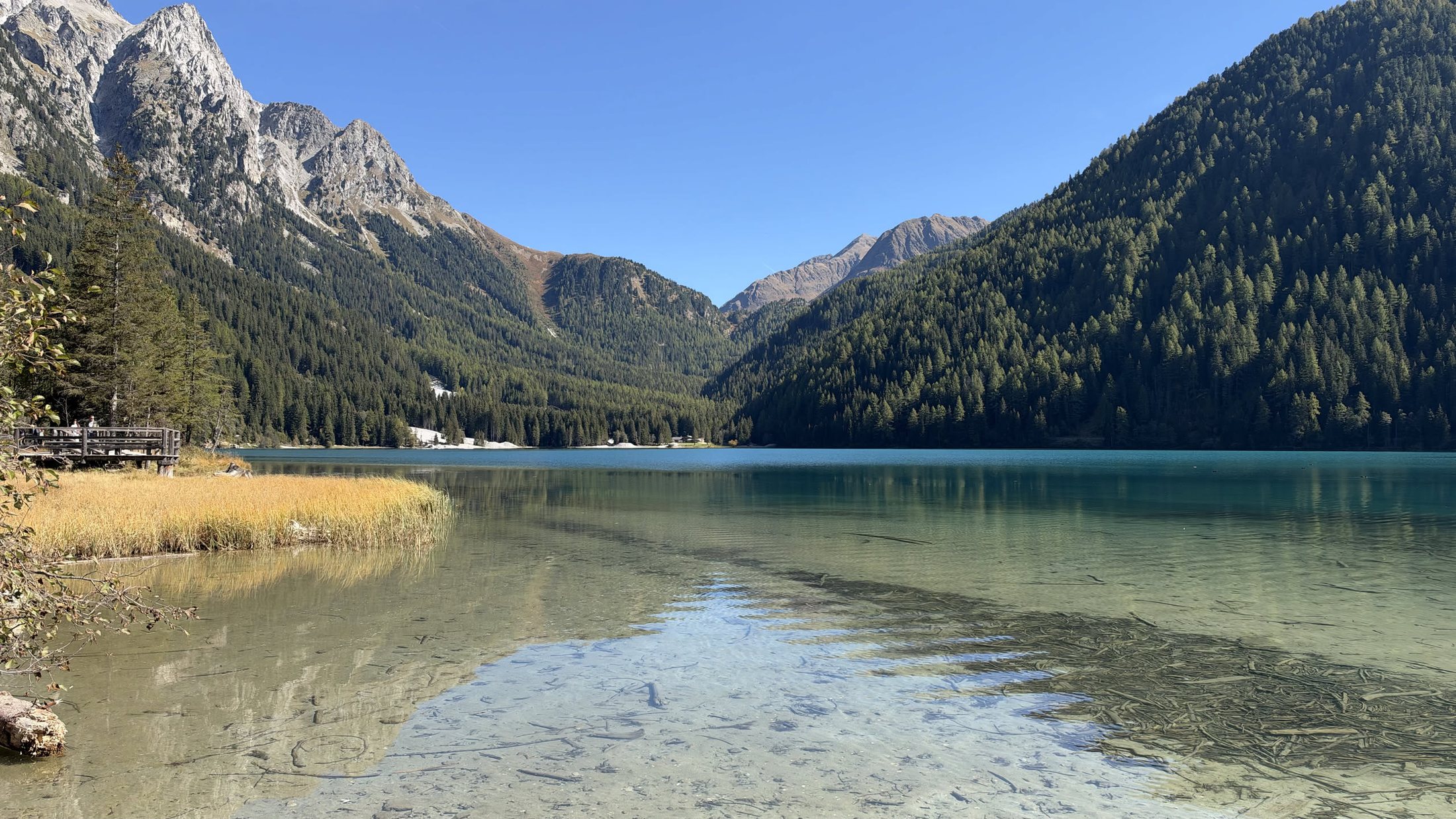 La riva ovest del lago di Anterselva: il canneto dorato, l'acqua trasparente e il bosco che scende fino all'acqua