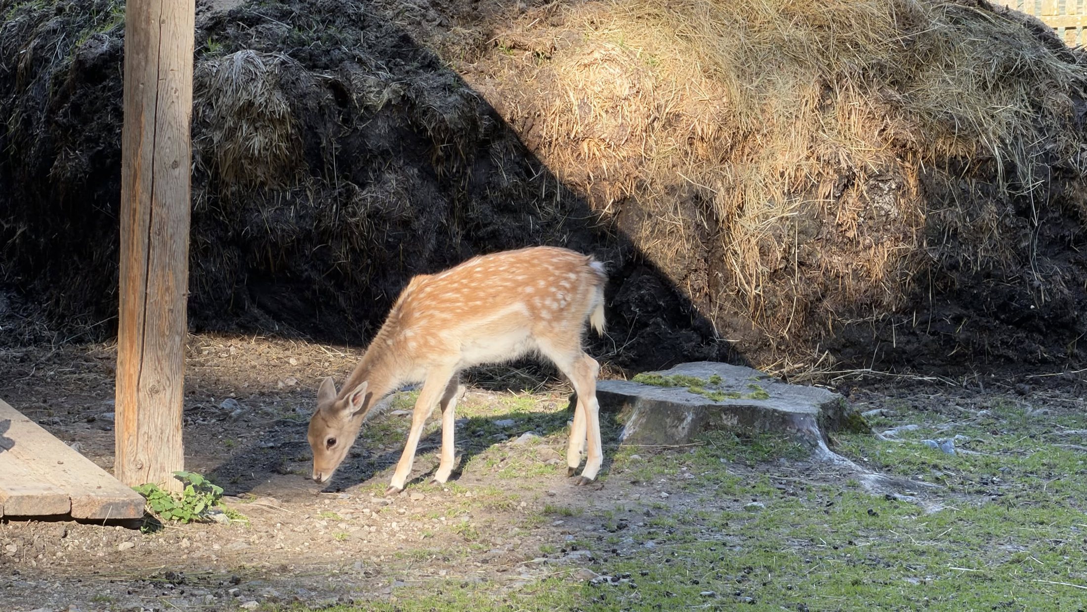 Un cerbiatto ancora a macchie, nel recinto vicino alla riva