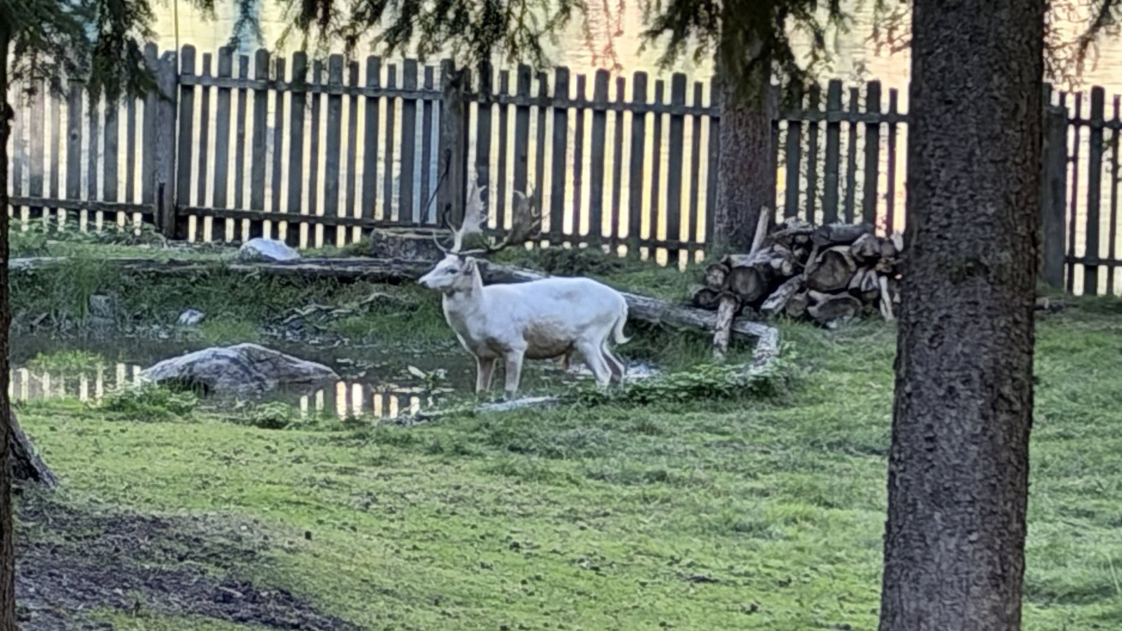 Il daino bianco, con le corna