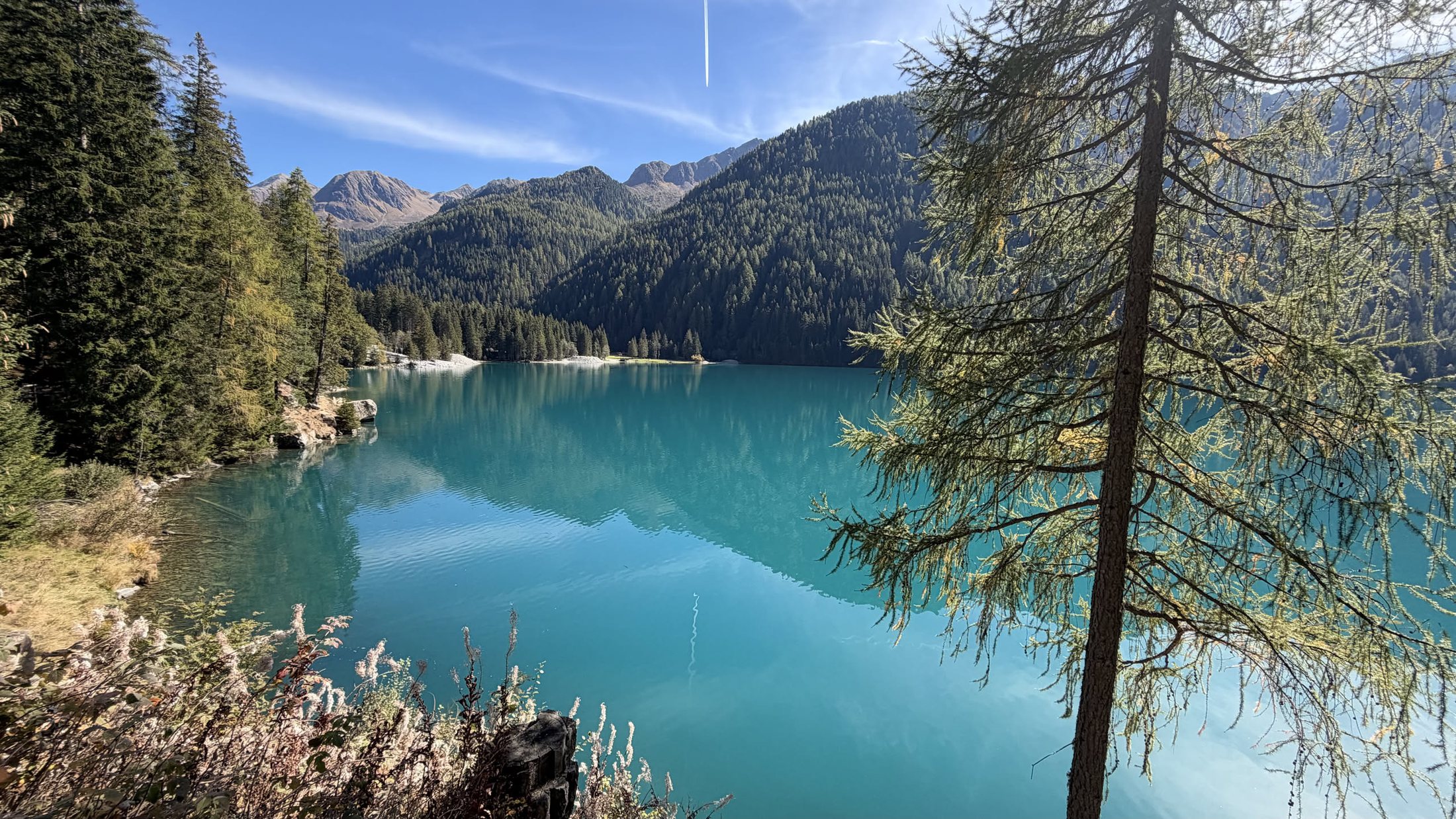 Un larice sulla sponda nord, e il lago turchese sotto
