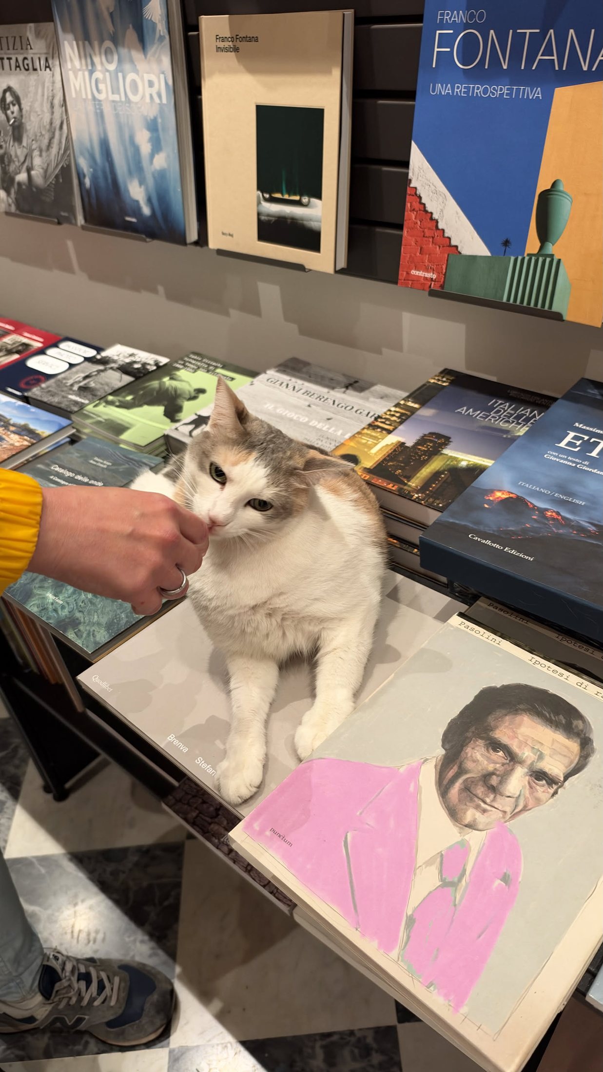 Il gatto della libreria, che non si è spostato dai libri nemmeno per farsi accarezzare.